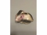 磁塑兔形小水滴