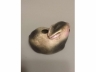 磁塑兔形小水滴