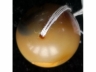 玉珠子