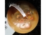 玉珠子