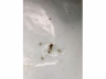 青花缠枝花茶盏