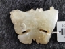 白玉蝴蝶