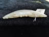 白玉蝴蝶