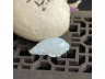 17神仙鱼