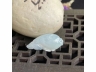 17神仙鱼