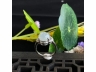28银镶戒指