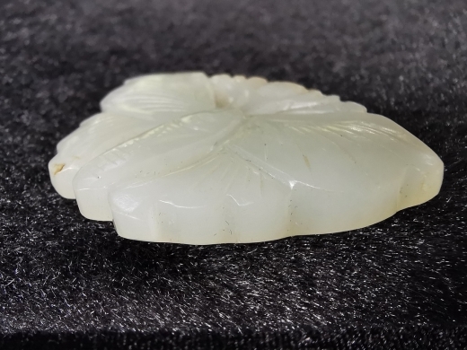 白玉蝴蝶