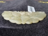 白玉蝴蝶