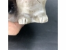 生瓷加彩猫