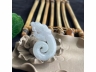40鱼化龙