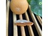 8黄翡挂件