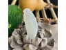 2白冰福瓜