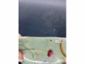 豆地粉彩草虫纹荷叶洗