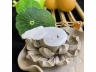 33鱼化龙