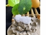 18翡翠貔貅
