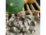 31翡翠戒指