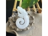 12鱼化龙