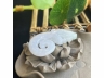 12鱼化龙