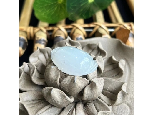 08神仙鱼