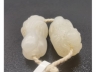 玉白菜