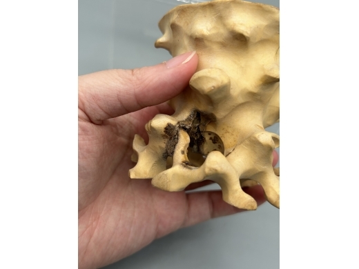 黄杨木整雕树根型花几