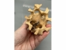 黄杨木整雕树根型花几